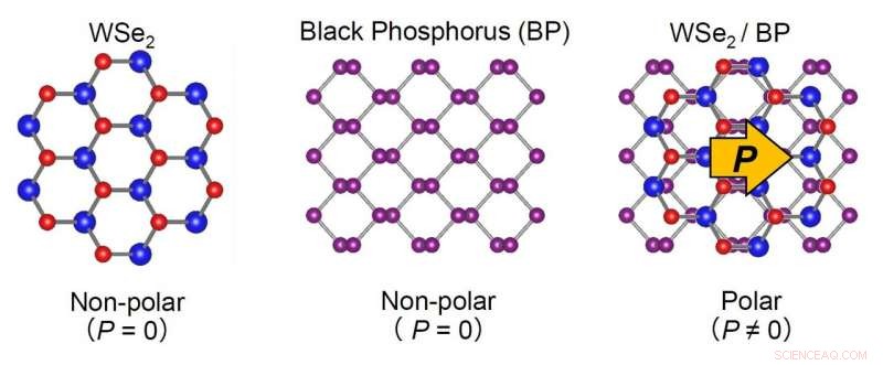 Combining WSe2 and Black Phosphorus Creates Polarization and Photovoltaic Effect in 2D Materials