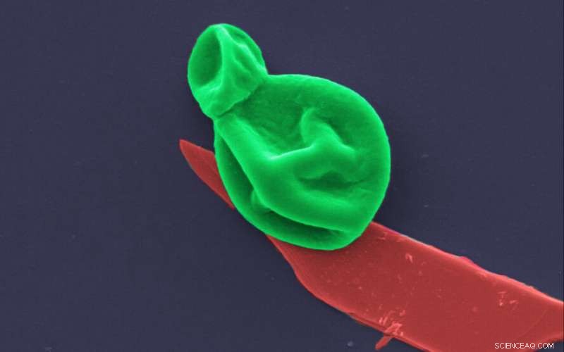 Nanotech Coating Targets Superbugs: Thin, Powerful Antimicrobial Solution for Wound Care and Implants