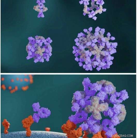 Engineered Proteins Assemble Antibodies into Modular Nanocages for Enhanced Cell Signaling