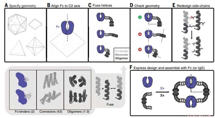 Engineered Proteins Assemble Antibodies into Modular Nanocages for Enhanced Cell Signaling