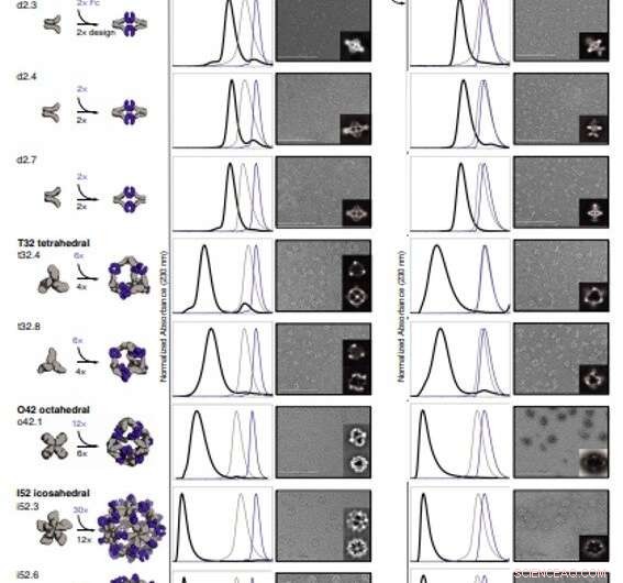 Engineered Proteins Assemble Antibodies into Modular Nanocages for Enhanced Cell Signaling