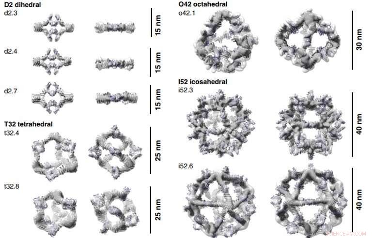 Engineered Proteins Assemble Antibodies into Modular Nanocages for Enhanced Cell Signaling