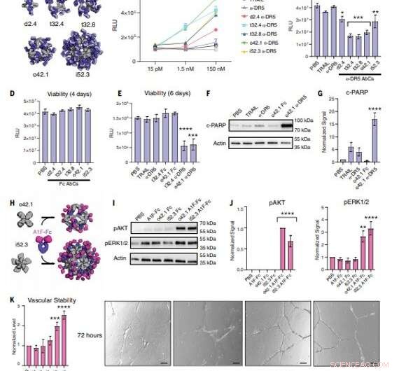 Engineered Proteins Assemble Antibodies into Modular Nanocages for Enhanced Cell Signaling