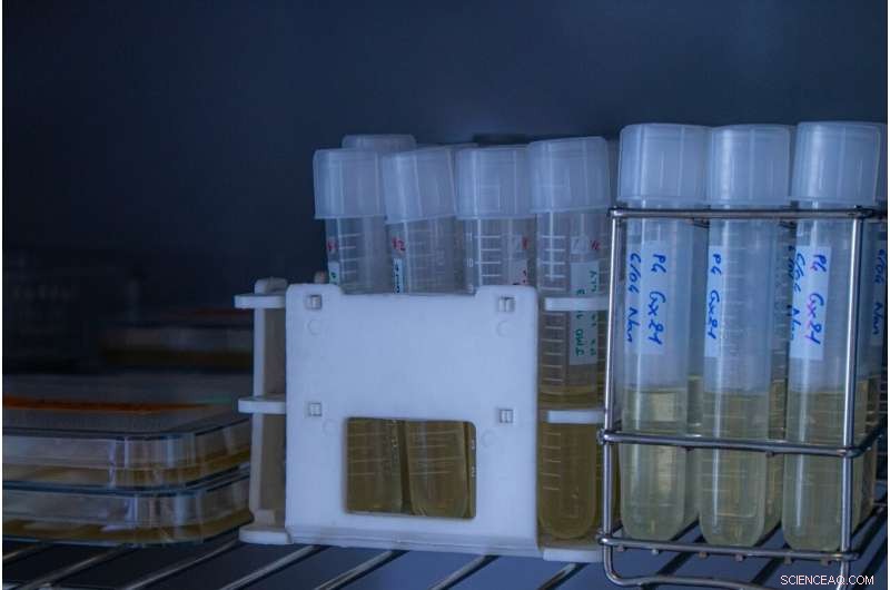 Bio-Nanocellulose Meshes Boost Hernia Repair Success