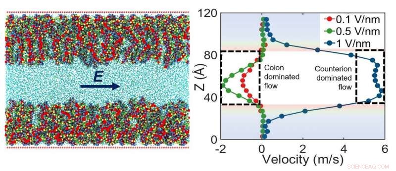 Unexpected Ionic and Flow Dynamics in Functionalized Nanochannels