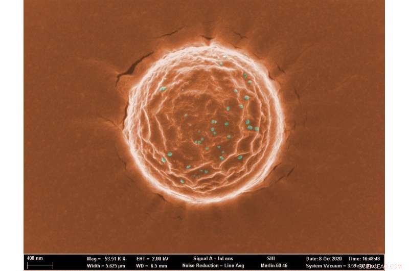 Innovative Nanotraps Developed to Capture and Eliminate SARS‑CoV‑2
