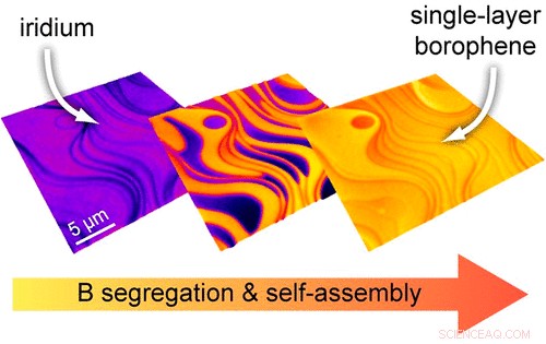 Large-Area 2D Borophene Synthesis: Atomic Layer Smooths Surface Steps
