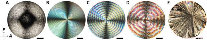 Self-Organized Nanoparticle-Molecule Structures: Periodic Liesegang Patterns in CNC and TA Films