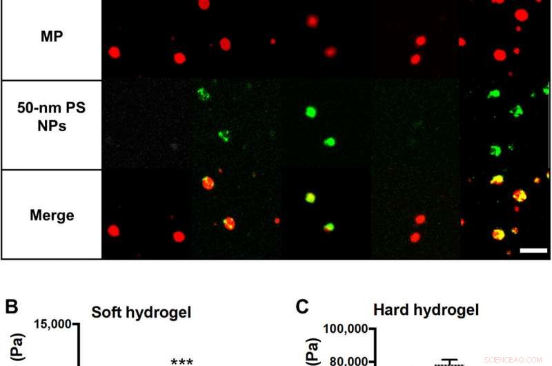 Flexible Microparticles as Targeted Drug Carriers for Nanoparticle Delivery to the Vascular Wall