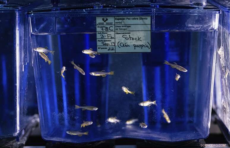 Graphene Oxide Facilitates Transfer of Organic Pollutants to Fish, Acting as a Trojan Horse