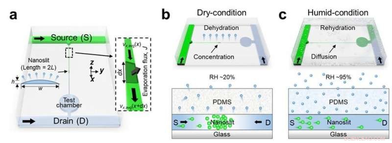 Evaporation-Driven Flow Enables Precise Control of Small Molecule Transport in Nanoslits