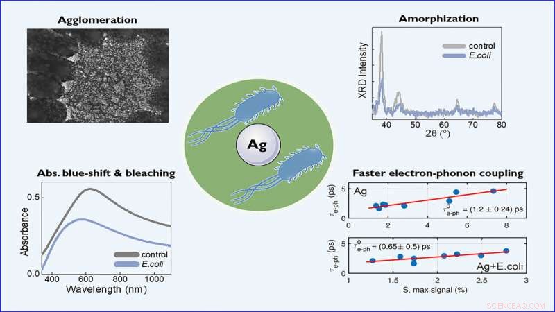 Silver s Antimicrobial Action Alters Its Structure and Properties