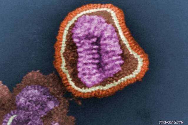 New Animation Reveals How Influenza Viruses Spread Between Species