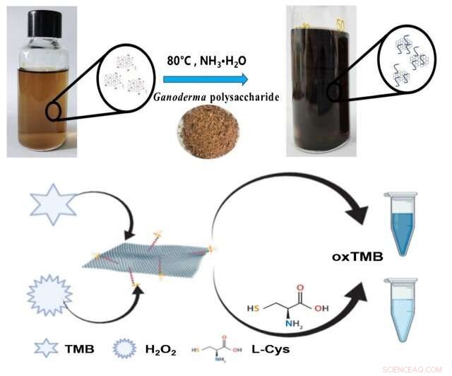 Advanced Graphene Nanozyme Enables Accurate Detection of L-Cysteine in Human Serum