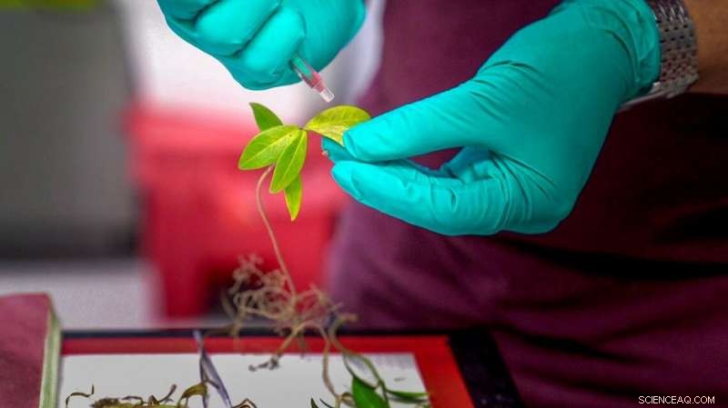 Nanoscale Sensors Reveal Hidden Water Levels in Leaves