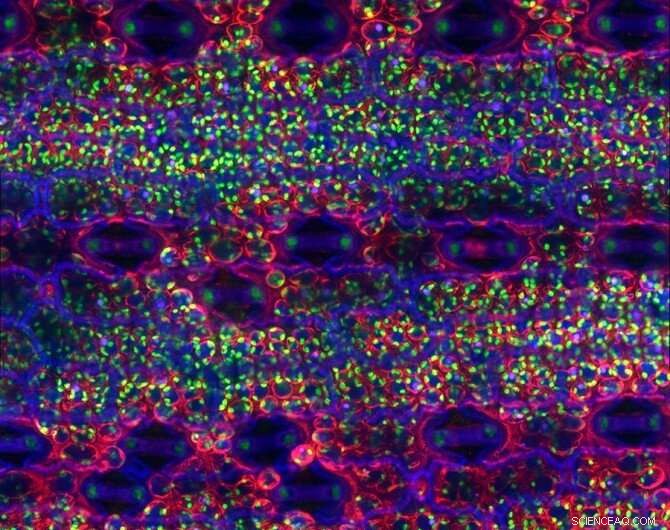 Nanoscale Sensors Reveal Hidden Water Levels in Leaves