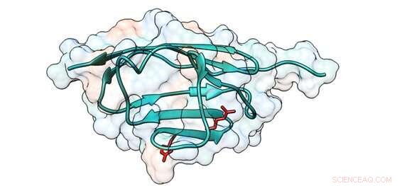 CNIC Scientists Reveal a New Mechanism Linking Hypertrophic Cardiomyopathy to Protein Mutations
