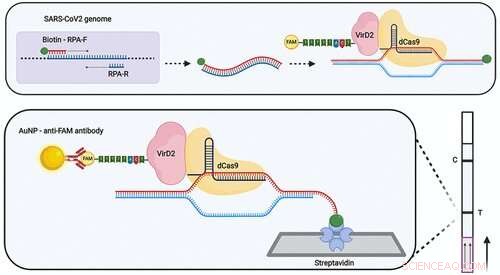 Vigilant: A Reliable, Cost‑Effective Lateral Flow Test for SARS‑CoV‑2 Detection