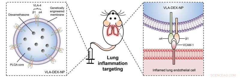 Innovative Nanoparticle Platform Targets Dexamethasone to Inflamed Lungs