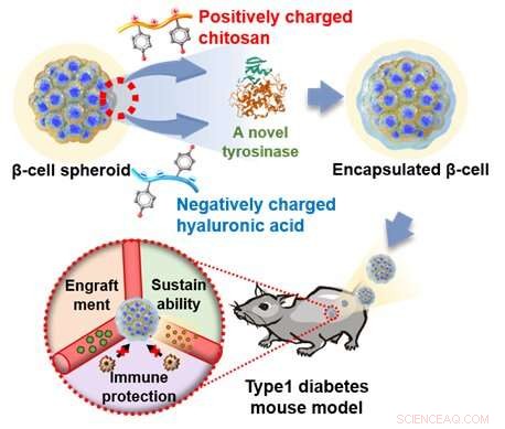 Nanofilm-Based Cell Cage Technology Pioneered by Seoul National University