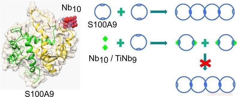 Breakthrough: Nanoscale Molecules May Halt Plaque Formation in Alzheimer’s and Parkinson’s
