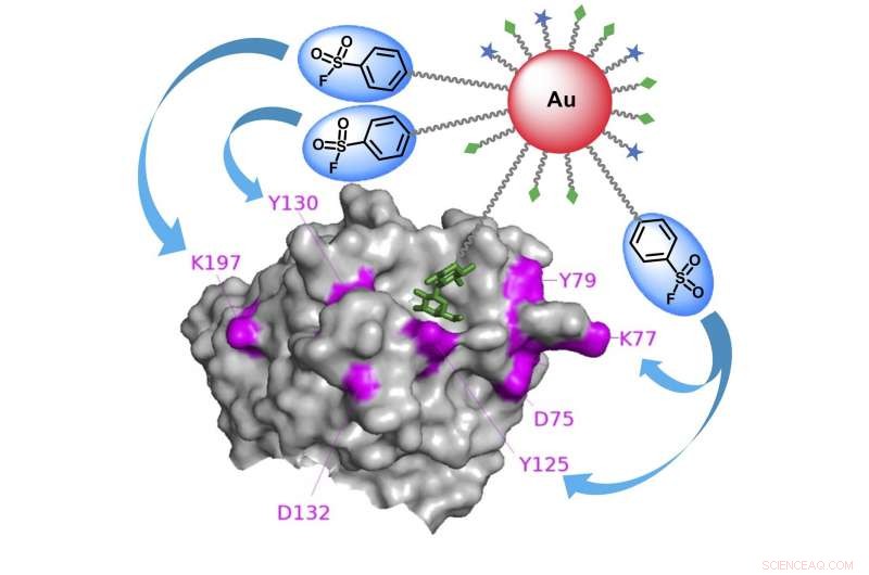 Scientists Develop High-Efficiency Molecular Probe Using Multivalent Gold Nanoparticles