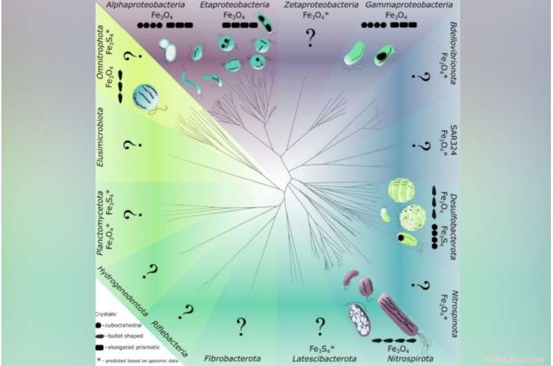 Harnessing Magnetotactic Bacteria for Targeted Cancer Therapy