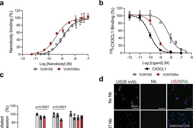 Llama-Derived Nanobodies Show Promise in Preventing Life-Threatening Post‑Transplant Infections
