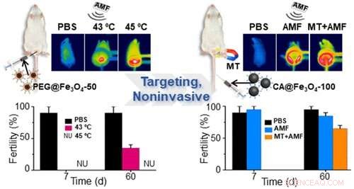 Magnetic, Biodegradable Nanoparticles Offer Reversible Male Contraception Targeted to Testes