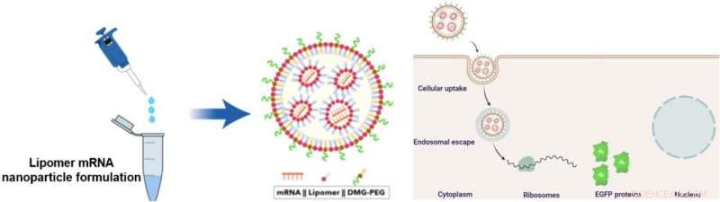 Lipid Polymer Ensures Safe RNA Drug Delivery Directly to the Lungs