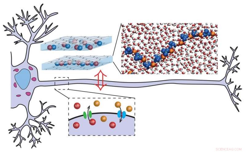 2D Nanofluidic Channels as Memory-Effect Transistors: Theoretical Predictions and Simulations
