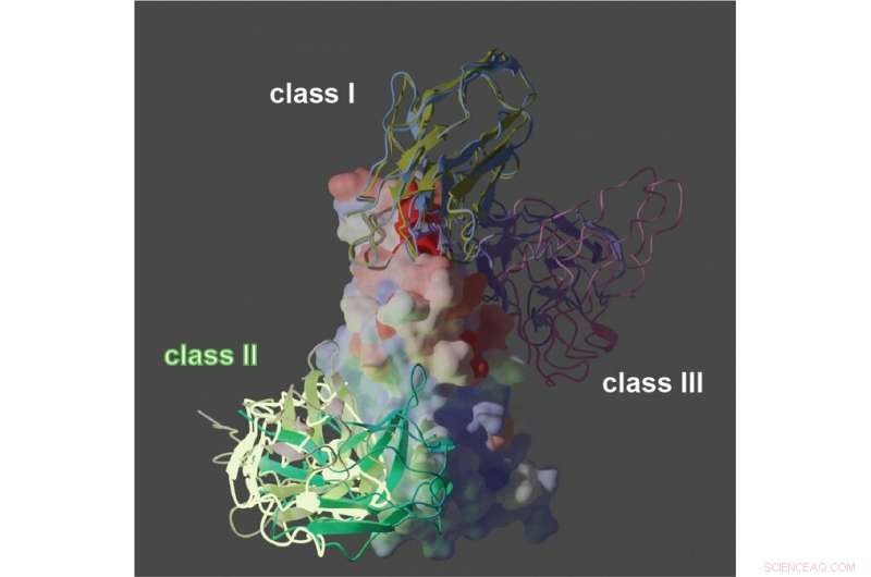 Three Nanobody Strategies to Neutralize SARS-CoV-2 Variants