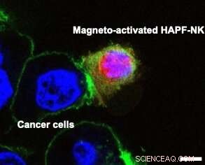 Magnetic Nanoparticles Boost Natural Killer Cells for More Effective Cancer Immunotherapy