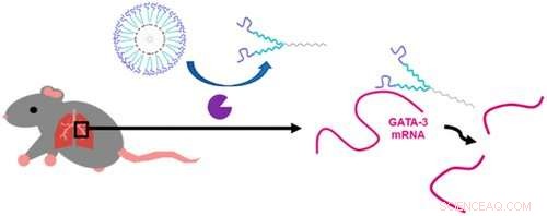 Tiny Nanocapsules Offer Gene‑Silencing Therapy for Asthma