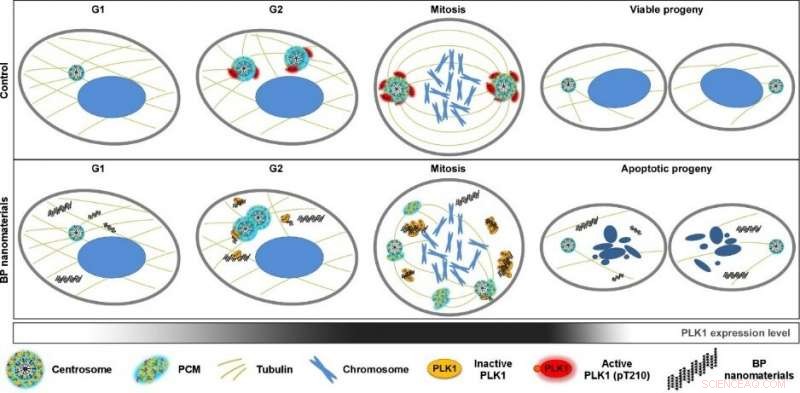 Black Phosphorus Nanomaterials Block Cancer Cell Division: A Novel Mitosis-Targeted Therapy
