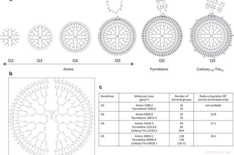 Dendrimers: Tiny Nanostructures That Evade Immune Detection
