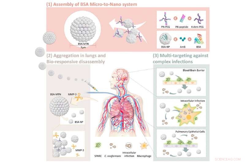 Targeted Bioresponsive Albumin Nanocarriers for Fighting Complex Fungal Infections