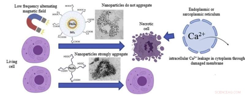 Silica Shell Coating Boosts Magnetic Nanoparticle Cytotoxicity in Low‑Frequency Magnetic Fields