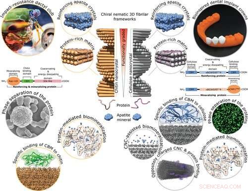 Cellulose‑Based Nanocomposite Crowns: Lighter, Tougher Dental Implants Inspired by Mantis Shrimp