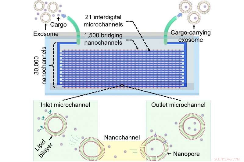 Exosome Nanoporator: High-Throughput Nanofluidic Device for Advanced Exosome‑Based Drug Delivery