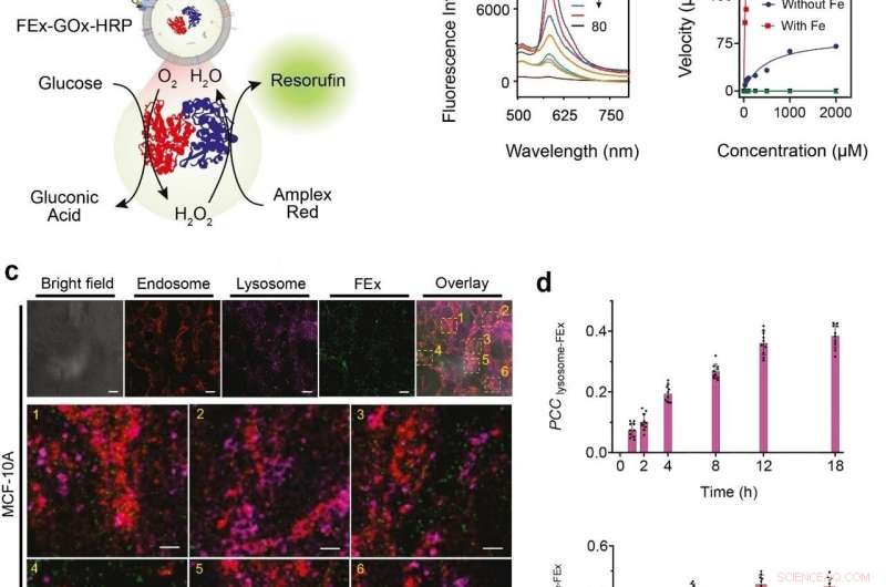 Scientists Pioneer Artificial Organelle Creation to Mimic Cellular Functions