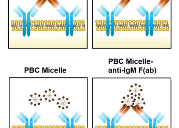 Nanomaterials Boost Antibody Production: Researchers Reveal Mechanism