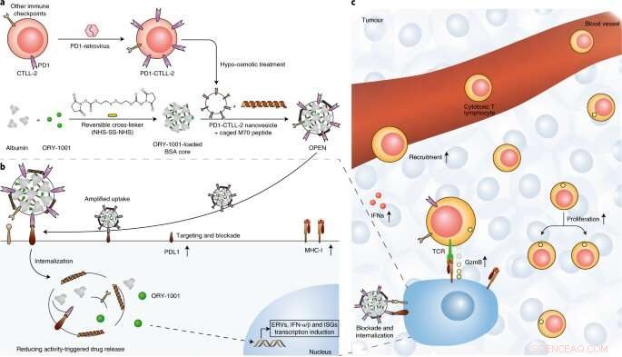 Novel Nano-Interferon Inducer Promises Breakthrough in Cancer Immunotherapy