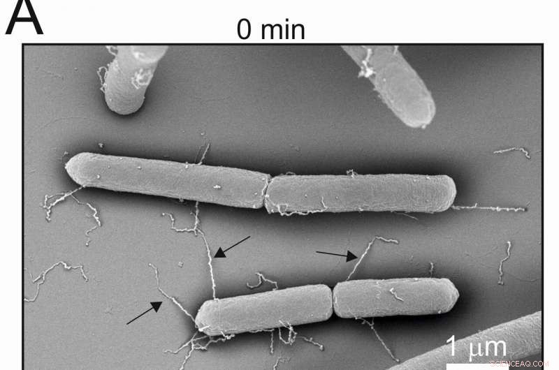 Innovative Nanomaterial Offers Rapid Treatment for Skin Infections