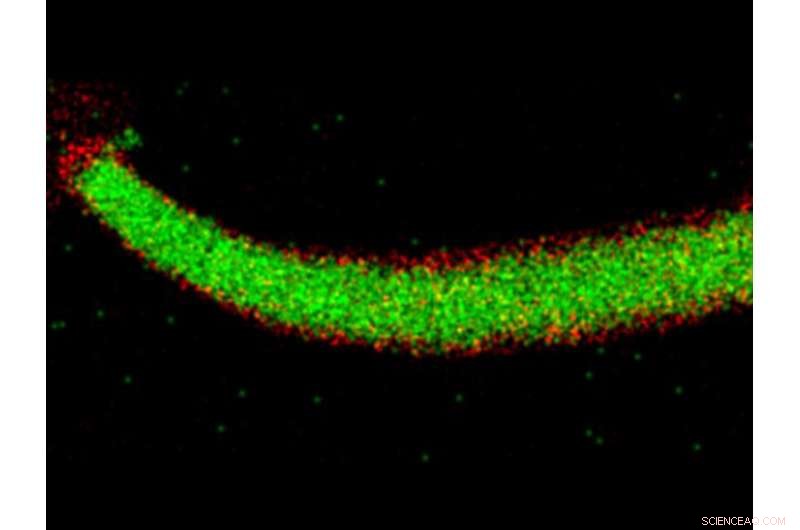 Silicon Anodes Show Robust Performance in Next-Gen Battery Technology