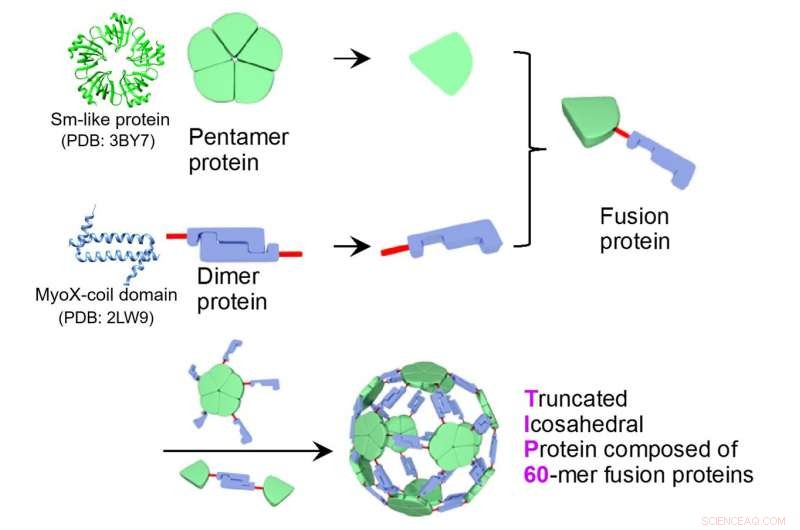 Cryo-EM Reveals 3D Architecture of Designed TIP60 Protein Nanoparticle