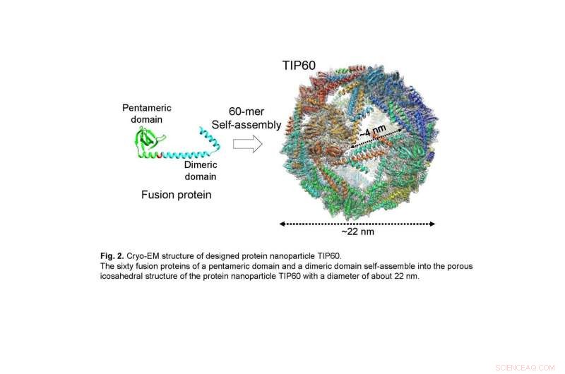 Cryo-EM Reveals 3D Architecture of Designed TIP60 Protein Nanoparticle