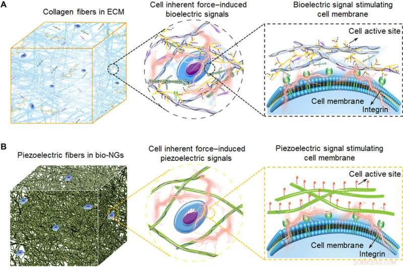 Bioinspired Electromechanical Nanogenerators for Precise Cellular Activity Regulation