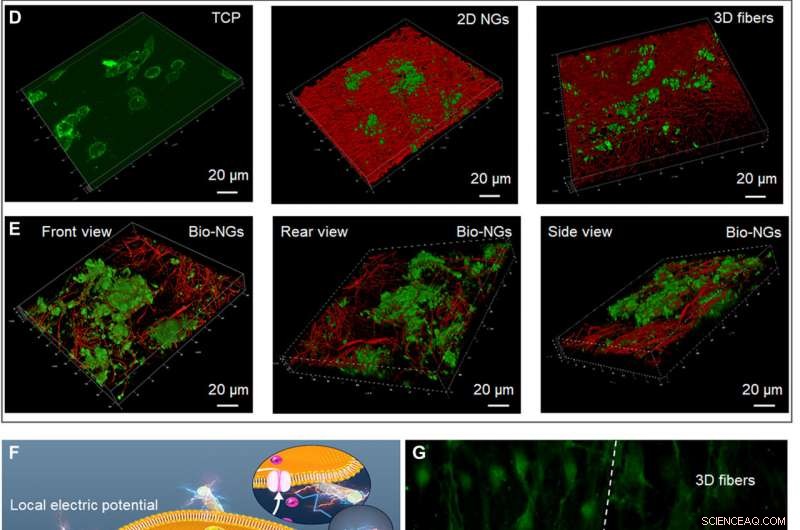 Bioinspired Electromechanical Nanogenerators for Precise Cellular Activity Regulation