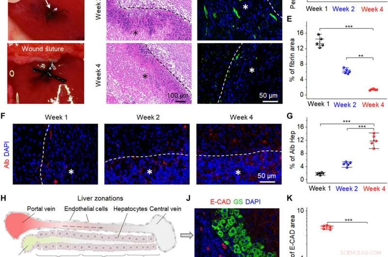Bioinspired Electromechanical Nanogenerators for Precise Cellular Activity Regulation